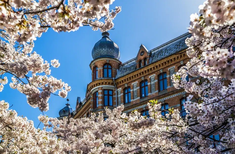 Blossomed cherry trees in Gothenburg surround the frame while there is a building with stunning architecture in the background