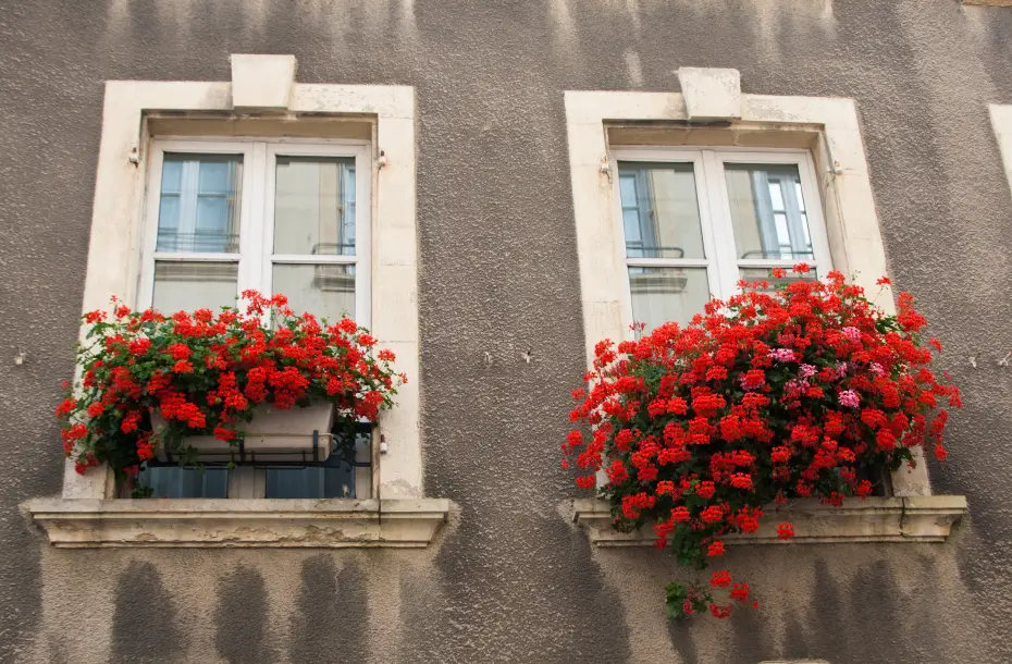 Two white windows with red flower beds on an old building in Cherbourg