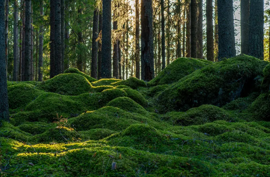 Pine forest in Sweden, surrounded by green moss and sunlight beams through the trees