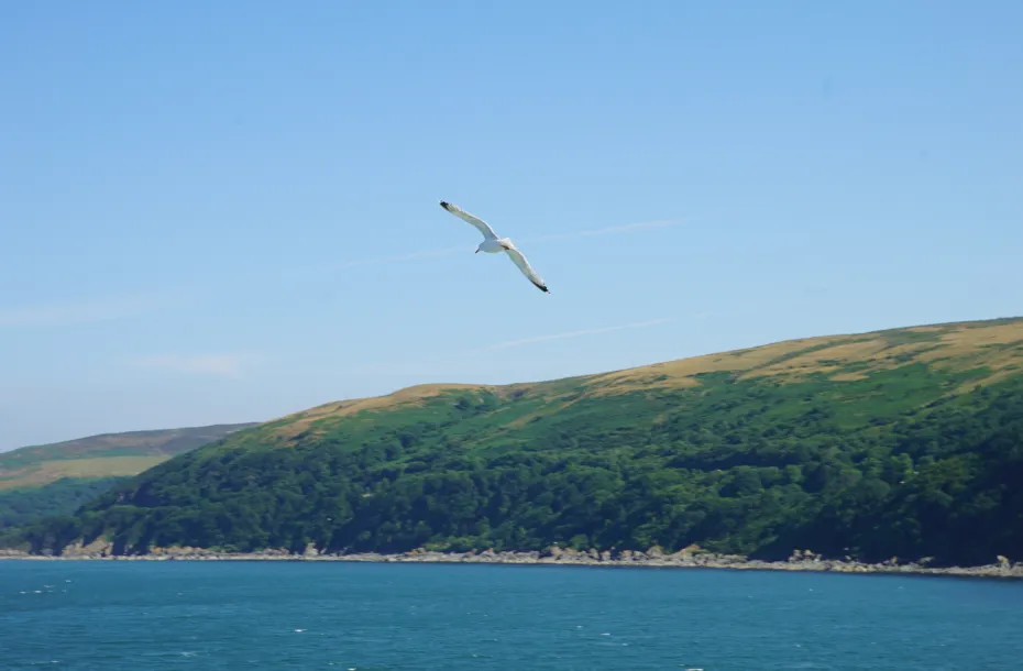 A seagull flying over Cairnryan's coast