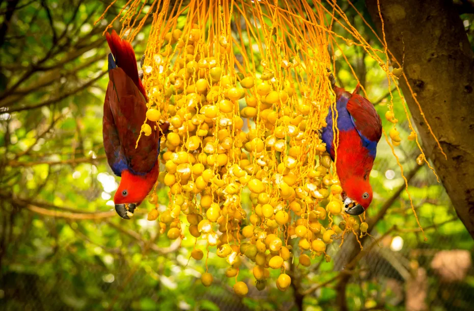 Red parrots hanging upside down and eating yellow fruit from a tree in Tenerife