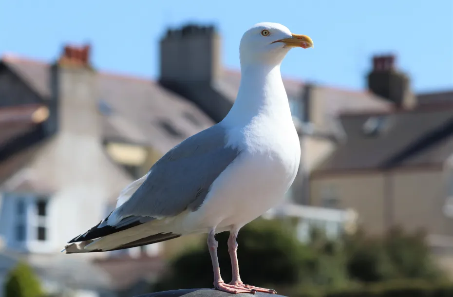 Seagull standing on a house's roof in Holyhead, Wales