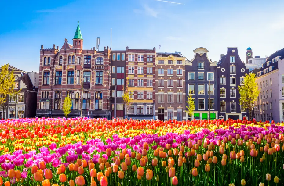 A colorful scenery with tulips and beautiful buildings in the background in the Netherlands